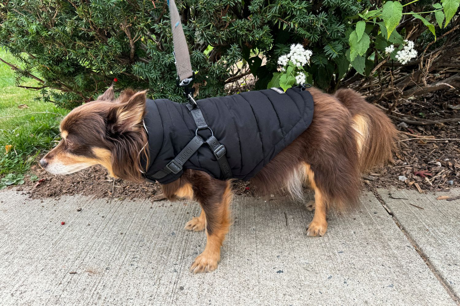 Koiraliivi About Dog Jackets in 2025 Koiraliivi About Dog Jackets in 2025